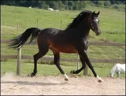 Le poids des muscles reprsente  peu prs . . de la masse totale du cheval/poney.