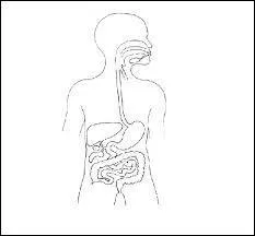 Le chemin du bol alimentaire :