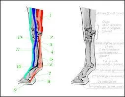 Les tendons et les ligaments sont des . qui, reliants les . entre eux permettent de les . et donc contribuent au mouvement.