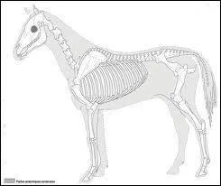 Le squelette est compos de :