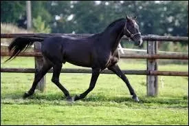 Quel est le nom de la jument que l'hrone recueille chez elle ?