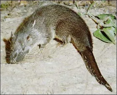 Le potamogale est un Insectivora.  quelle famille de ce groupe appartient-il ?