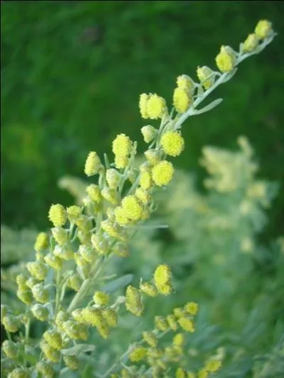 Cette plante sur la photo est une plante vivace, mais a aussi une histoire car en 1915 elle tait interdite en France en tant qu'alcool, depuis on en trouve mais avec une recette modifie. Quelle est donc cette plante ?