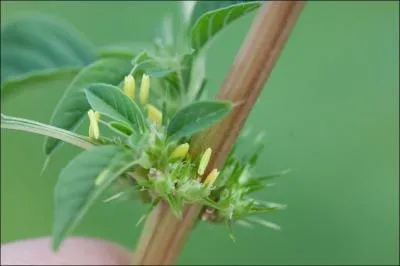 Quelle plante en 2010 aux Etats-Unis rsistait au Roundup un dsherbant total et mme aux moissonneuses-batteuses (ce qui obligeait  l'arracher manuellement) ?