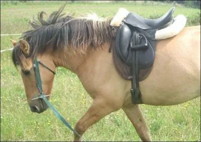 Quel est ce type de longe ?