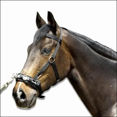 Quel est ce type de longe ?