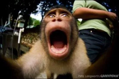  Le dsespoir des singes  est :