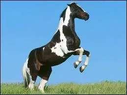 Quelle est la robe de ce cheval ?