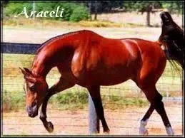 Quelle est la robe de ce cheval ?