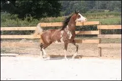 Quelle est la robe de ce cheval ?
