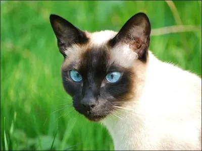 De quelle race est ce chat ?