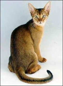 De quelle couleur est cet abyssin ?