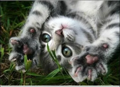 Sur les pattes de devant, un chat a :