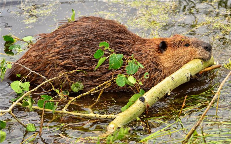 quel est animal qui a 14 pattes