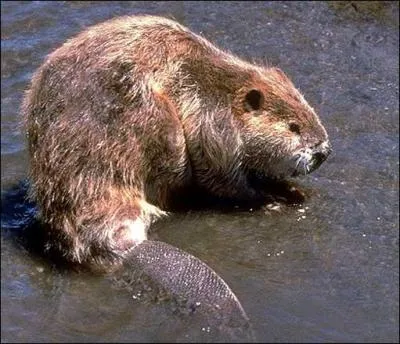 Cette queue lui sert d'outil et de gouvernail, mais que fait-elle d'autre ?