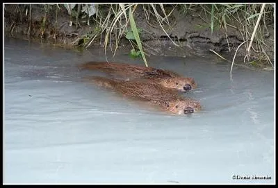 Vu la nourriture de la bbte, les excrments, qu'on appelle les  fces , sont riches en matires ligneuses. Que deviennent ceux qui sont vacus dans l'eau ?