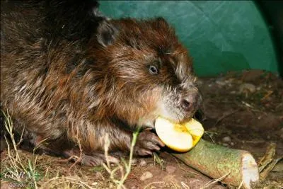 Le castor est rput vgtarien mais il mange probablement, selon la situation, autre chose. Quoi ?