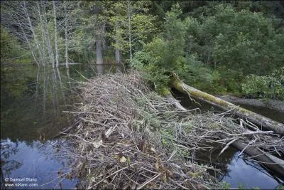 Si le niveau de l'eau descend en t, il construit une digue pour l'lever. Dans quel but ?