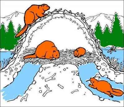 Le castor est considr comme espce   stratgie K . Qu'est-ce  dire ?