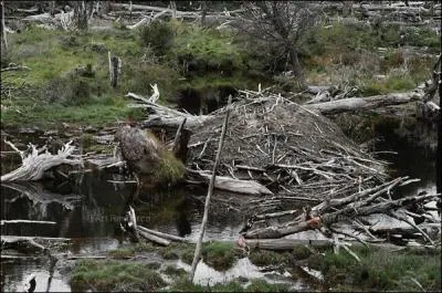 Sur quoi, entre autres, le castor a-t-il influ ?