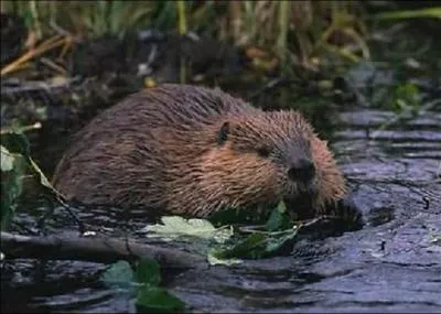 Dot d'une olfaction puissante, le castor possde aussi des poils tactiles, dits  vibrisses . O se trouvent ces vibrisses ?