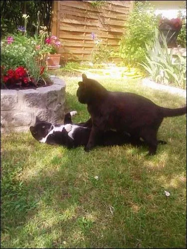 Comment fait le chat pour montrer qu'il est le plus fort ?