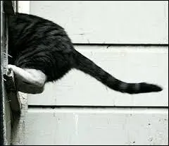  quoi sert la queue du chat ?