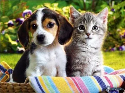 Quand les chats s'entendent-ils bien avec les chiens ?