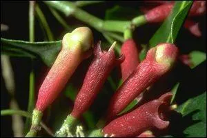 Il s'agit d'une pice mythique, au got subtil et brlant  la fois. Sa rputation n'est plus  faire et dans certaines parties du monde on la vnre.