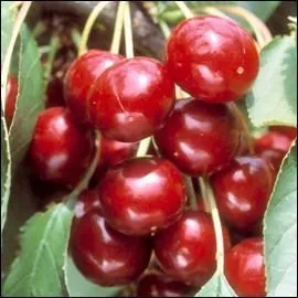 Les fruits sont brillants, charnus, bien ronds, juteux et parfums. Ils portent le nom de  Sweetheart . Quelle traduction en ferons-nous en franais ?