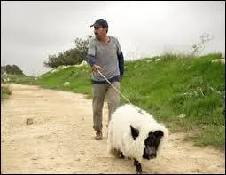 Dans le film  Le cochon de Gaza  sorti en 2011, en quoi Jaafar dguise-t-il le cochon vietnamien qu'il a repch ?