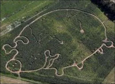 Au rugby, quand dit-on que  le cochon est dans le mas  ?