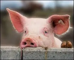 Quand dit-on de quelqu'un qu'il a une tte de cochon ?