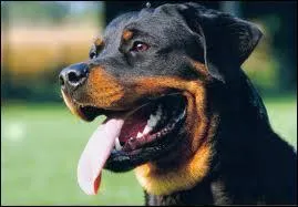 De quelle race est ce chien ?