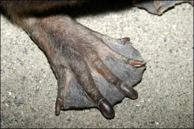 Trouver le nom de cet animal ne devrait pas tre un trop gros ...  bouleau , alors ne ... rongez pas votre frein !