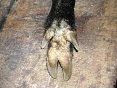 Opinez de la hure si vous avez trouv, sinon, cachez votre honte dans le chaudron !