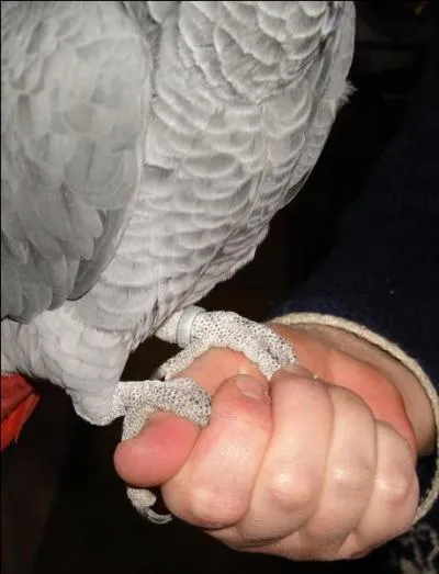 Un sacr coco, incurable bavard !