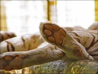 Un rugissement sourd, venu d'un mangeur d'hommes des Sundarbands !