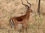 Quiz L'impala