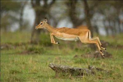  quelle hauteur peut-il sauter ?