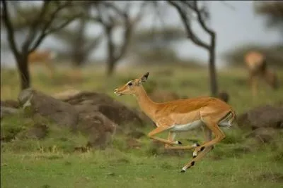  quel ge la femelle peut-elle se reproduire grce au mle ?
