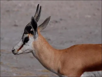 A quelle famille appartient-elle ?