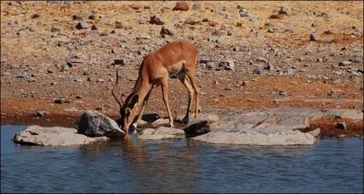 Quel est son poids en gnral ?