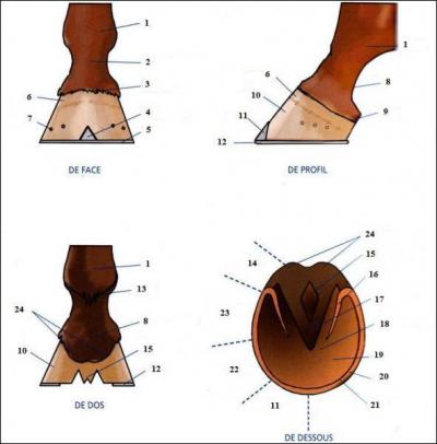 Sur la photo,  quel numro la sole correspond-elle ?