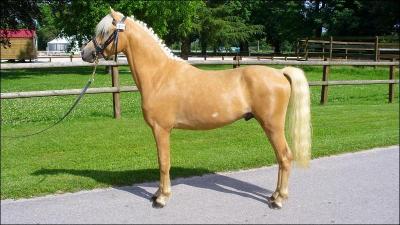 Laquelle de ces propositions n'est pas une partie du fer  cheval ?