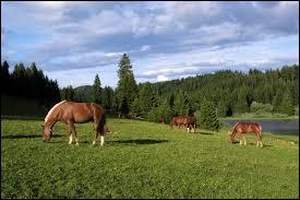 A l'tat naturel, la corne pousse proportionnellement  son usure.