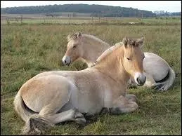 Quelle est la race de ces chevaux ?