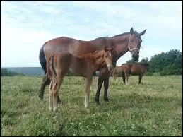 Quelle est la race de ces chevaux ?