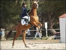 Que faut-il faire lorsqu'un cheval se cabre et que vous tes dessus ?