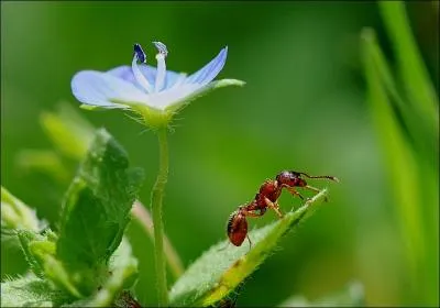 Que se passerait-il si une fourmi avait la taille d'un humain ?